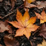 כל סתיו חוזרים על אותה טעות עם העלים הנופלים, שמזיקה לאדמה יותר ממה שמדמיינים. גלו כיצד לשמור על הקרקע בצורה נכונה ולטפח את הסביבה הביתית שלכם.