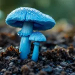 חוקרים חושפים את הפטרייה הכחולה הייחודית היכולה לספוג מתכות כבדות מהאדמה, עם פוטנציאל לשיפור איכות הסביבה והגנה על הבריאות.