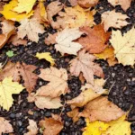 גלה את הטעות הנפוצה שגנים עושים בטיפול בעלים וכיצד היא פוגעת באיכות הקרקע ובבריאות הגן שלך. למידע חשוב וטיפים לשיפור.