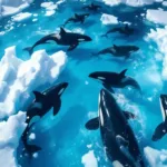 האורקות מתקרבות בצורה מסוכנת למדפי הקרח הנמסים, מצב שמעלה דאגות סביבתיות משמעותיות ומשפיע על המערכת האקולוגית הימית.