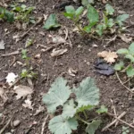 גלה מדוע הגינה שלך נראית במצב ירוד לאחר הקציר וכיצד לשפר אותה לחידוש וצמיחה טובה יותר.