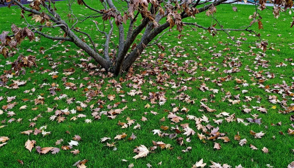 גלה מדוע גננים רבים חוזרים על טעות נפוצה בכל סתיו עם טיפול בעלים וכיצד למנוע אותה כדי לשמור על גינה בריאה ויפה.