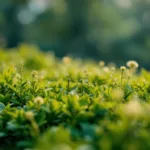 גלה את השינוי המדהים בטעם הפטריות כאשר מבשלים אותן בלי לערבב – מתכון וטיפים לבישול מושלם.