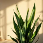 גלה כיצד צמח ביתי בודד שגילו חוקרי נאסא יכול לשפר את שלבי השינה העמוקה שלך ולשדרג את איכות השינה בצורה טבעית ויעילה.